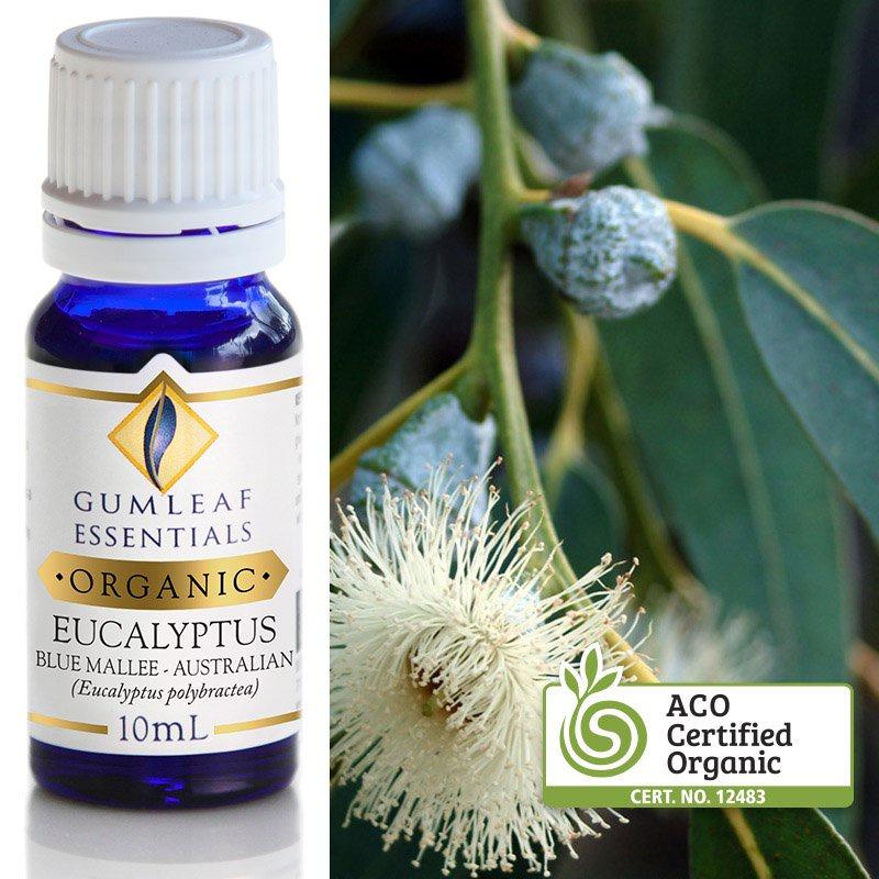 Eucalyptus Essential Oil Essential Oil Buckley & Phillips