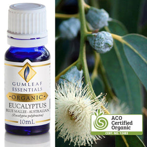 Eucalyptus Essential Oil Essential Oil Buckley & Phillips 