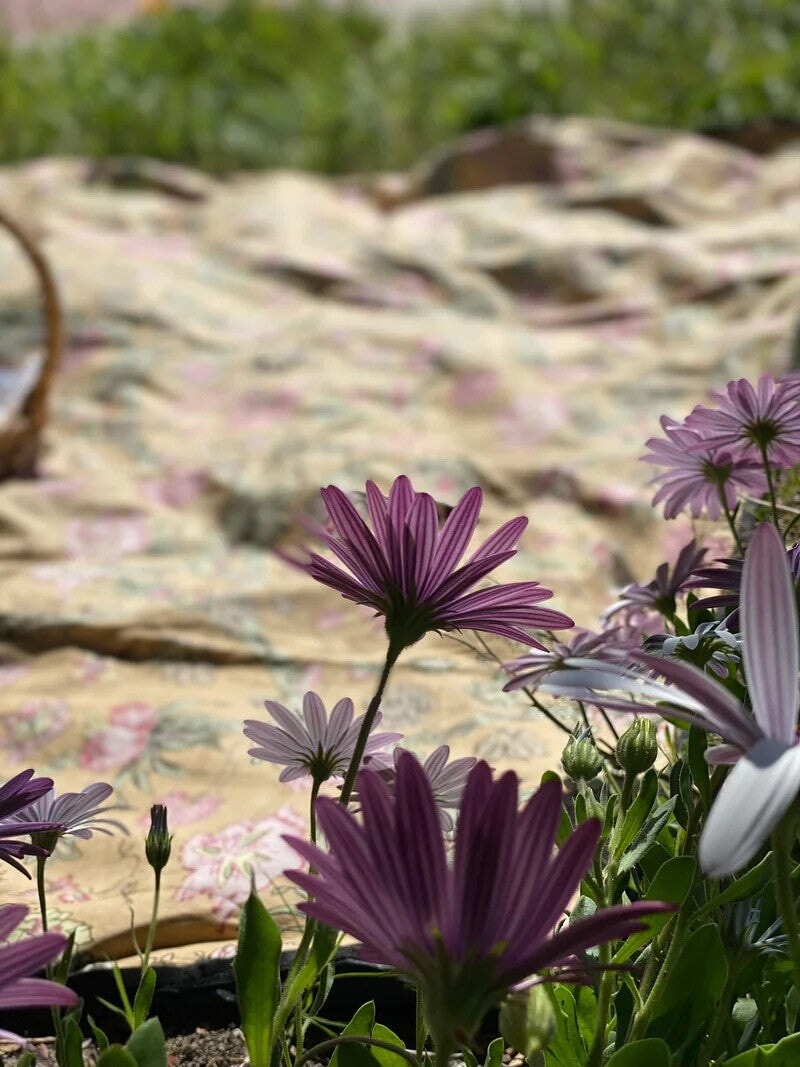 Garden Party Daisy Picnic Blanket – Amber Gold Homewares House Of Skye 